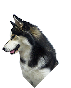 Kora