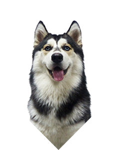 Kora
