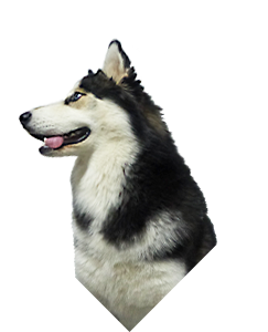 Kora