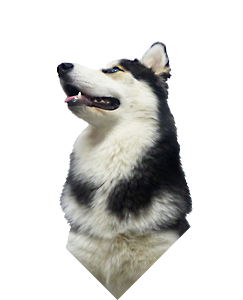 Kora